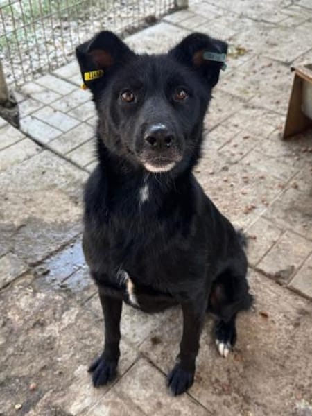 KINDRA-süße,wunderbare Hündin,55 cm