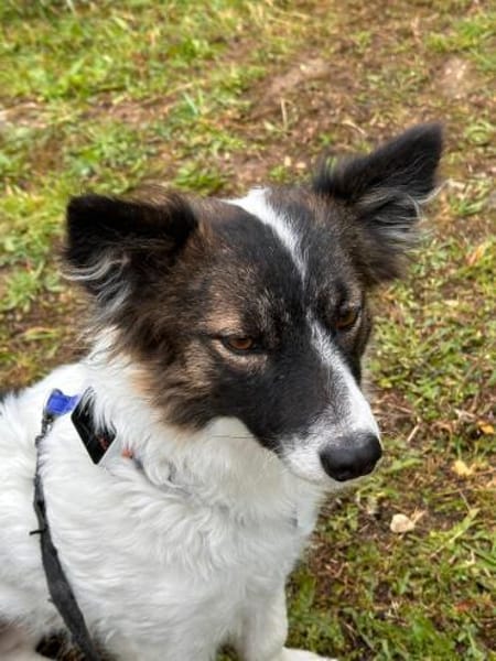 Hündin Minu in 34225 Baunatal