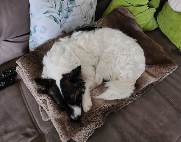 Hündin Minu in 34225 Baunatal