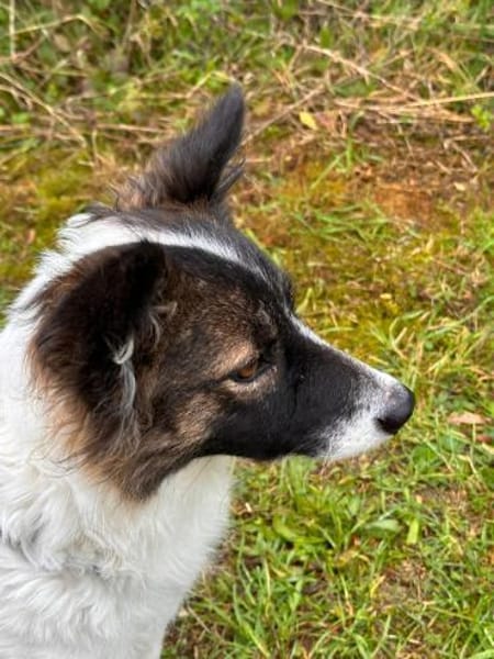 Hündin Minu in 34225 Baunatal