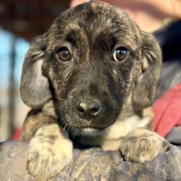 JUSTIN-zuckersüßer Welpen-Rüde
