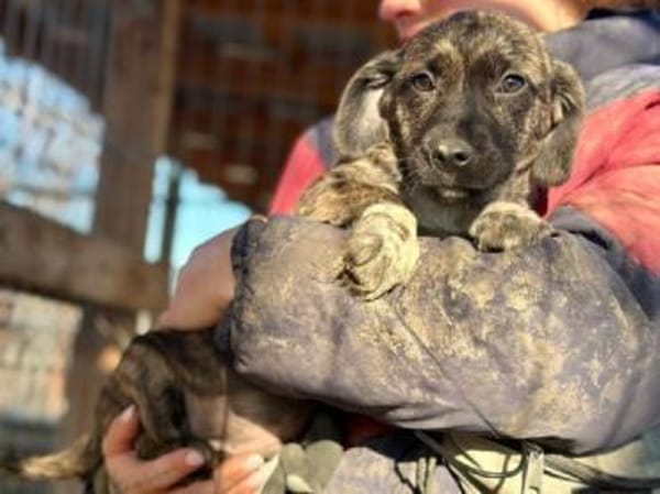 JUSTIN-zuckersüßer Welpen-Rüde