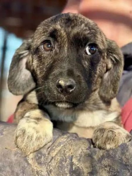 JUSTIN-zuckersüßer Welpen-Rüde