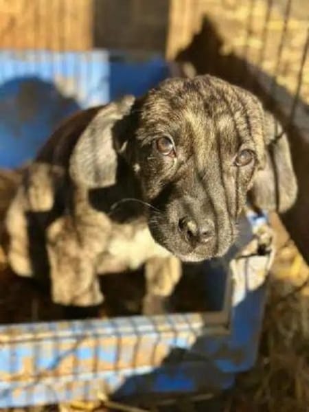 JUSTIN-zuckersüßer Welpen-Rüde