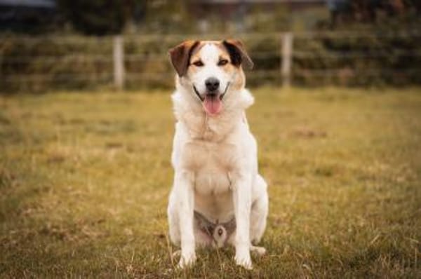 Sharky Kinderfreund sucht Familie 🐶💚
