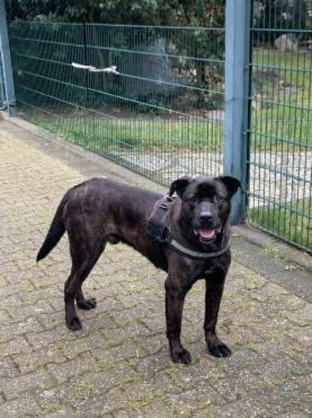 Netter Canecorso-Mix Rüde CEZAR