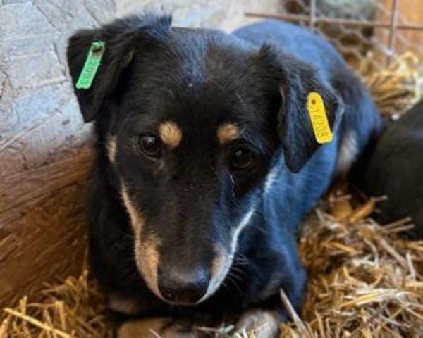 MIMMI-zuckersüße Dackel-Mix-Hündin