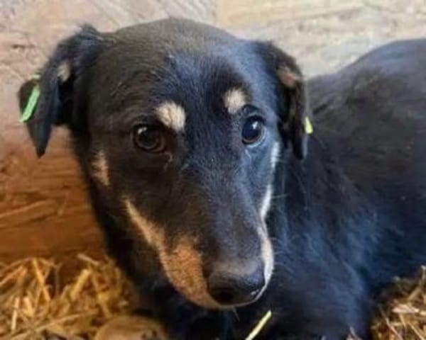 MIMMI-zuckersüße Dackel-Mix-Hündin