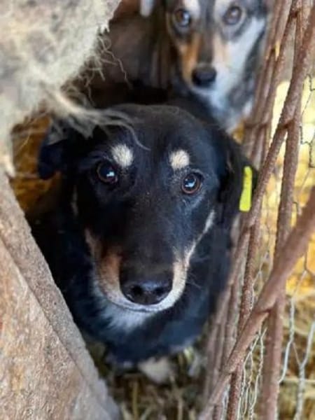 MIMMI-zuckersüße Dackel-Mix-Hündin