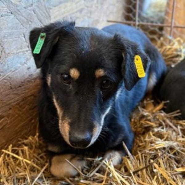 MIMMI-zuckersüße Dackel-Mix-Hündin