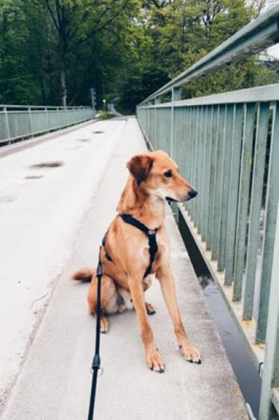 Muffin - treuer Schmusehund