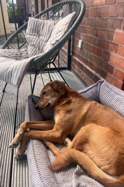 Muffin - treuer Schmusehund