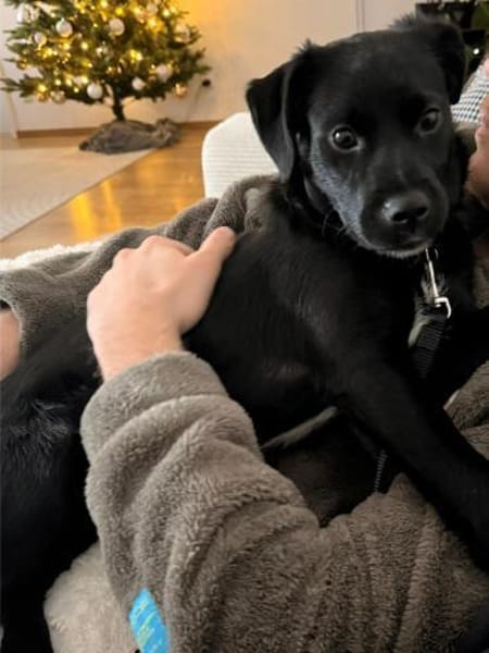 Tamaris, süßes Hundemädel, ca.6 Mon., 81