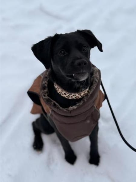 Tamaris, süßes Hundemädel, ca.6 Mon., 81