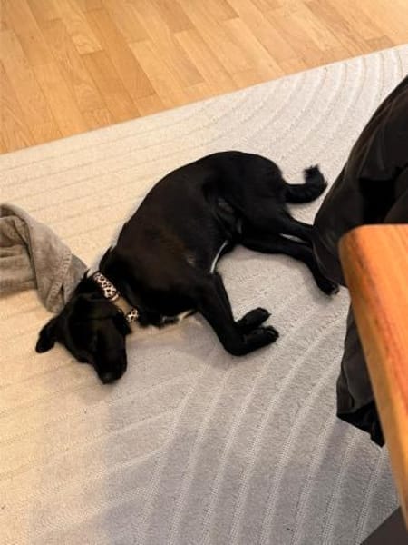 Tamaris, süßes Hundemädel, ca.6 Mon., 81