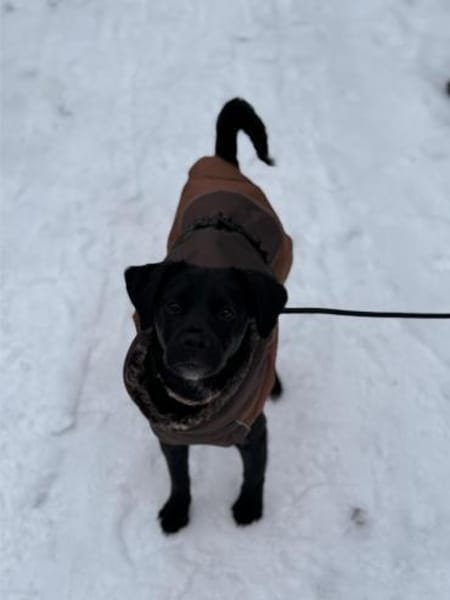 Tamaris, süßes Hundemädel, ca.6 Mon., 81