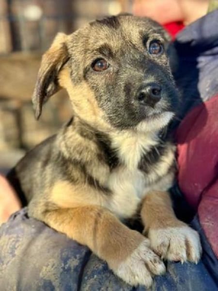 JONAS-bezaubernder Welpen-Rüde