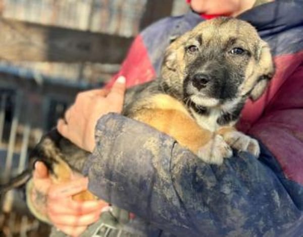 JONAS-bezaubernder Welpen-Rüde