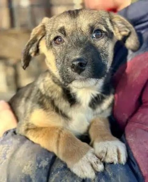 JONAS-bezaubernder Welpen-Rüde