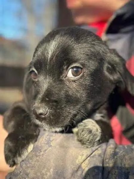 JANNIK-bezaubernder Welpen-Rüde