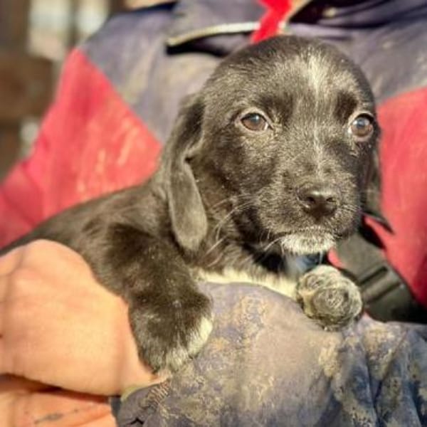 JANNIK-bezaubernder Welpen-Rüde