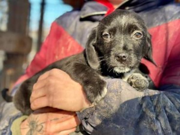 JANNIK-bezaubernder Welpen-Rüde