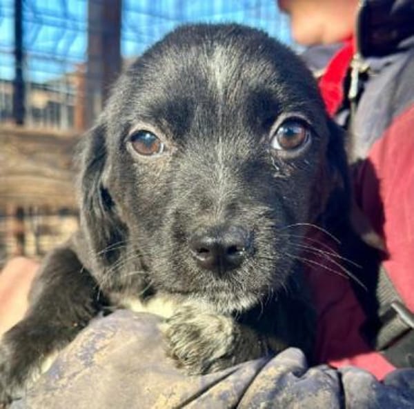 JANNIK-bezaubernder Welpen-Rüde