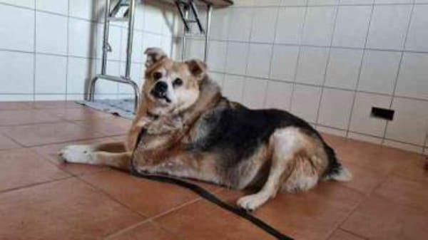 Lucky, su. ebenerdiges Zuhause