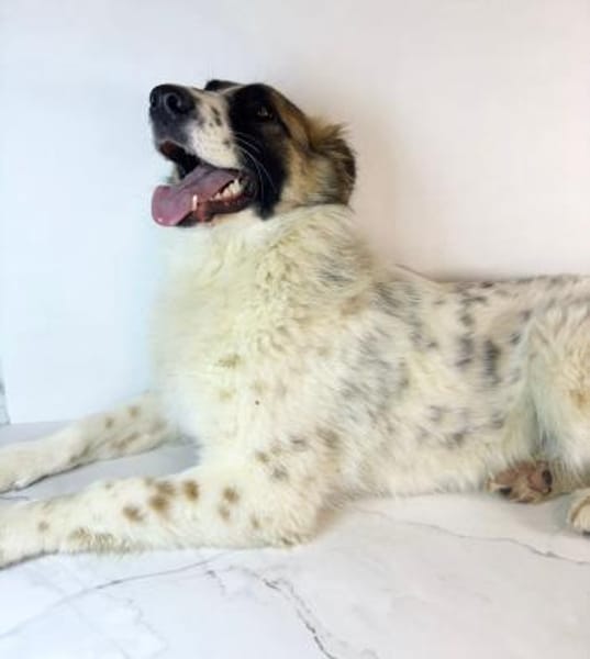 Ljalja- wunderschöne junge Hündin