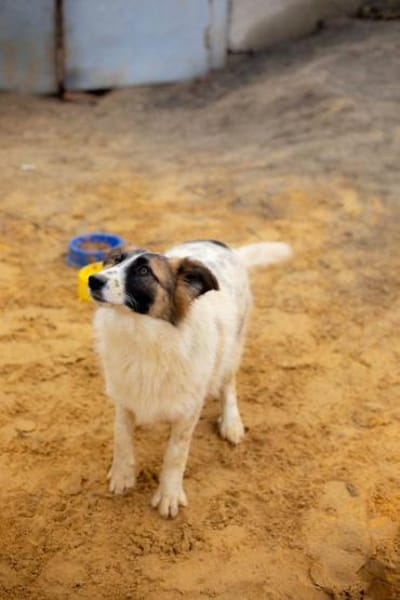 Ljalja- wunderschöne junge Hündin