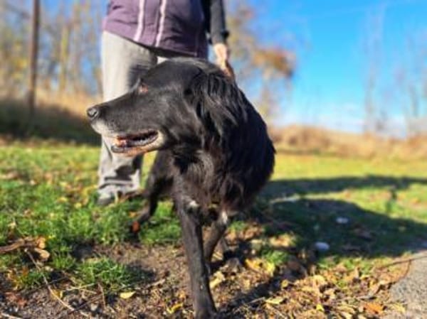 Romy, stubenreines Hundemädchen, ca. 10