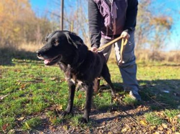 Romy, stubenreines Hundemädchen, ca. 10