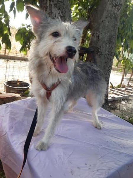 LENE  🐾❤ geb. 01.05.2023, 42 cm sucht