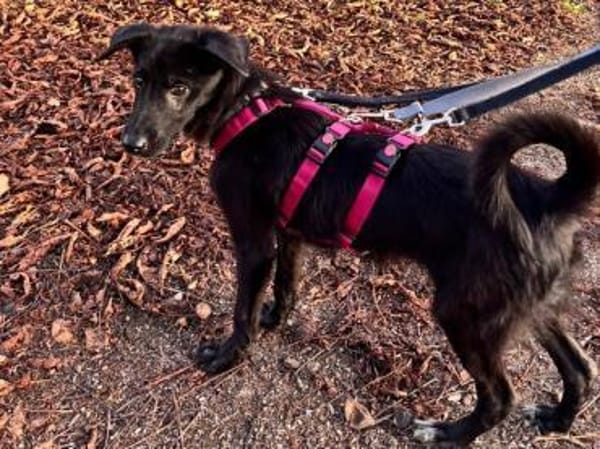 CHICO-wunderschöner Jung-Rüde, 38cm(w)