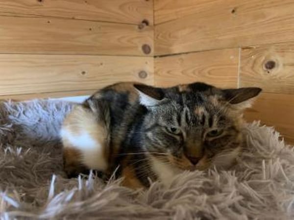 RUBIA-hübsche, sanfte Katzendame