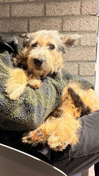 LENI-bezaubernde sanfte Hündin, 48 cm