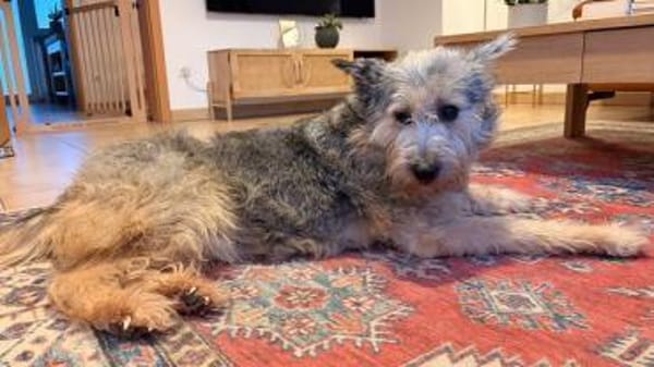 LENI-bezaubernde sanfte Hündin, 48 cm