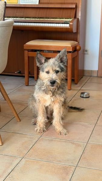 LENI-bezaubernde sanfte Hündin, 48 cm