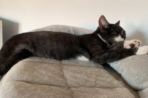 Erik neugieriger Bursche sucht Familie