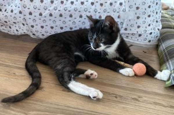 Erik neugieriger Bursche sucht Familie