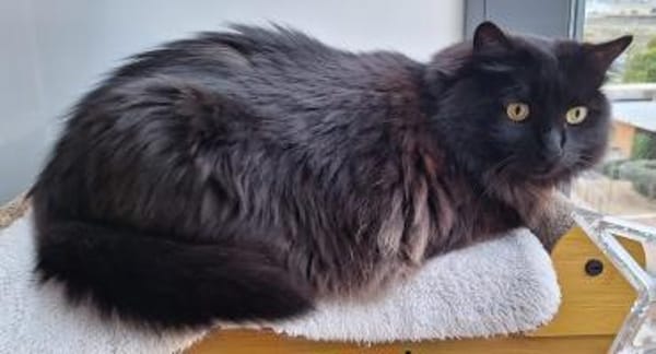 Verschmuster Langhaar-Kater Conquito