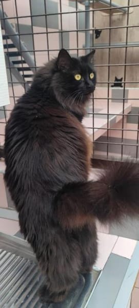 Verschmuster Langhaar-Kater Conquito