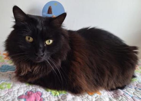 Verschmuster Langhaar-Kater Conquito