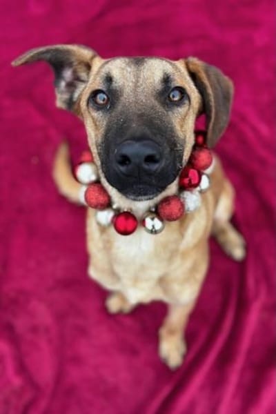 Maddox Möchte die Welt sehen