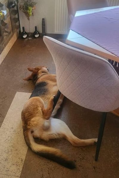 Lemmy  sucht erfahrene Menschen 🐶