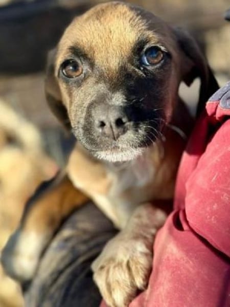 JETTE-süße, bezaubernde Welpen-Hündin