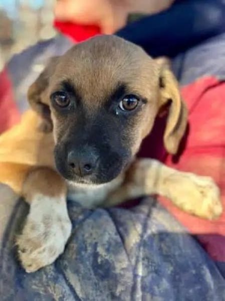 JETTE-süße, bezaubernde Welpen-Hündin