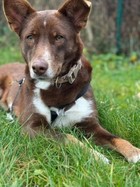 Mama Babsi, stubenreine Hündin ca. 1-2 J