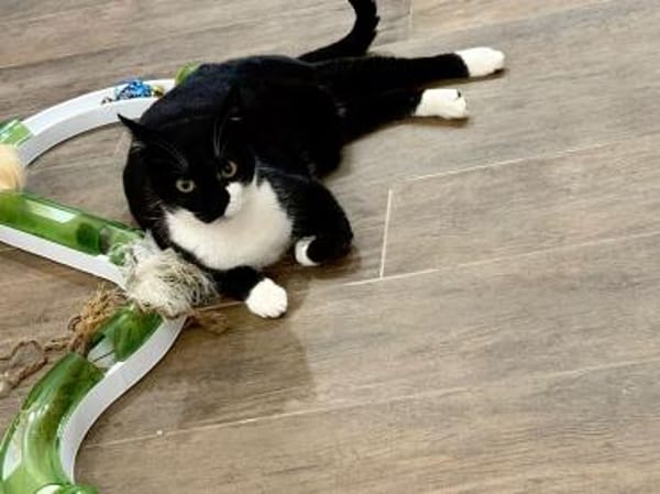 Lebhafter, sozialer Kater Theo