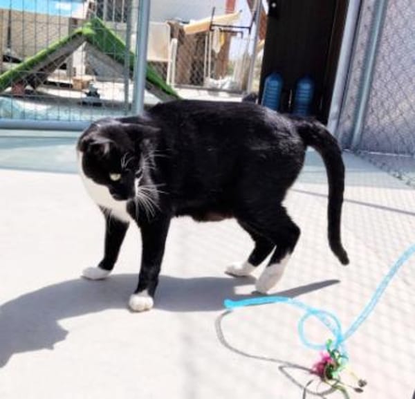 Lebhafter, sozialer Kater Theo